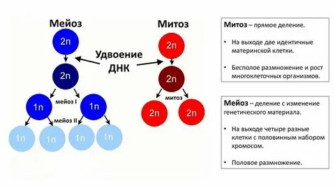 В результате мейоза происходит образование