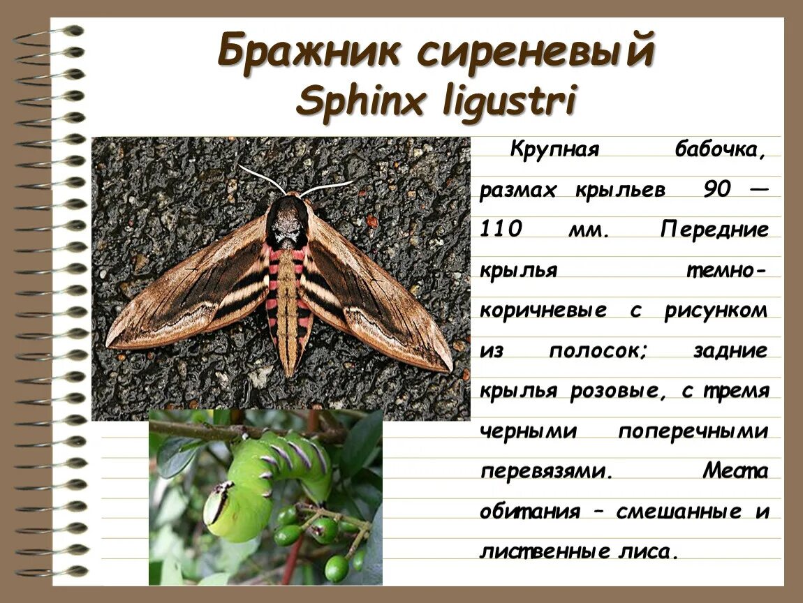 Buy on the official website A brand new Hawk Moth - Life in a Southern Forest, h