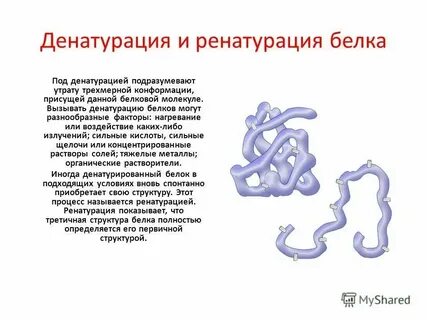 Белок не 4 что это