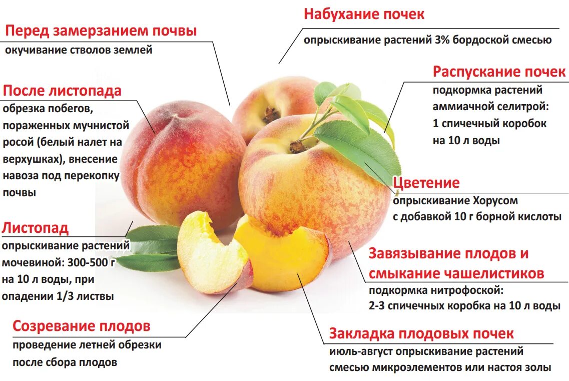 На какой год плодоносит персик. Схема подкормки персика. Схема обработки персика от вредителей. Схема подкормки абрикоса.