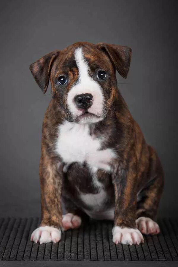 Американский стаффордширский терьер кутенок. Американскийстафоршиский терьер. Американский стаффордширский терьер. Аргентинский стаффордширский терьер. Американский стаффордширский терьер щенок.