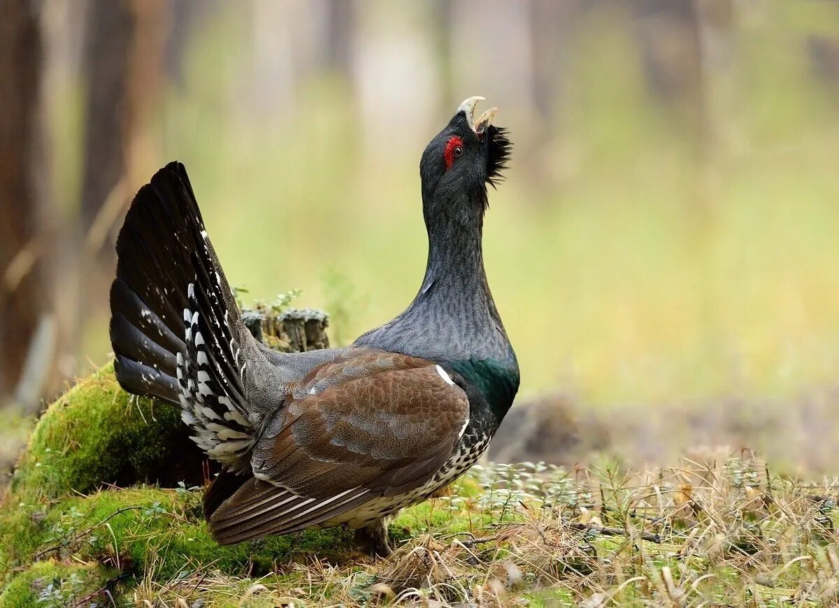 Тетерев косач красная книга. Полевой тетерев. Межняк. Кавказский тетерев. Тетерев лесостепь.
