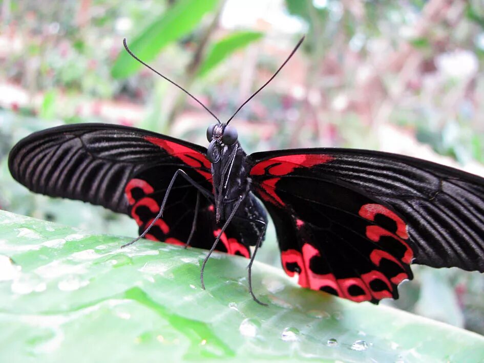Парусник коцебу. Парусник коцебу гусеница. Коцебу бабочка куколка. Бабочка парусник коцебу. Махаон маака бабочка.