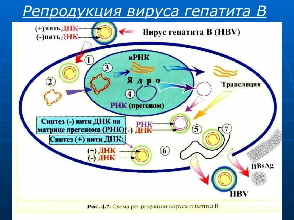 Стадия репликации вируса. Схема репликации вируса гепатита а. схема жизненного цикла вируса гепатита в. схема репродукции вируса гепатита в. жизненный цикл вируса гепатита с.