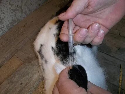 Чем обработать кота