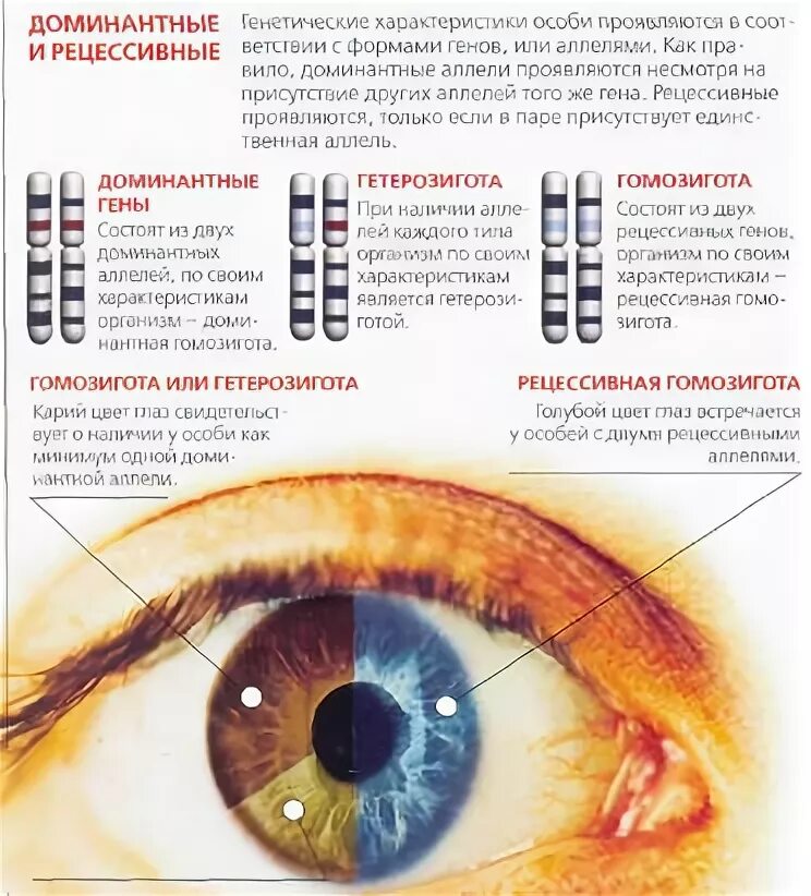 какие глаза у гены. какие глаза у гены. задача на генетику цвет глаз. генетика цвет глаз наследование. цвет глаз таблица для родителей.