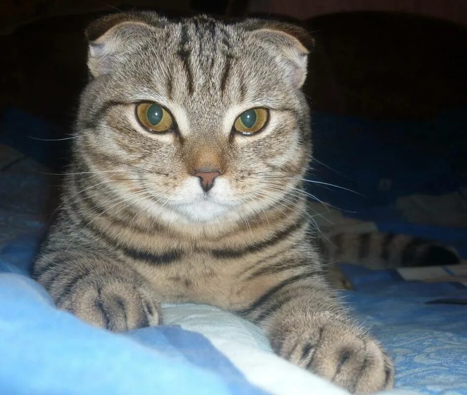 шотландская кошка скоттиш фолд. шотландская вислоухая кошка полосатая. скоттиш фолд полосатый. шотландские вислоухие коты. скоттиш фолд полосатый вислоухий.