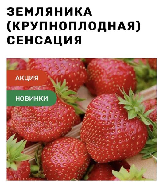 Клубника Шебекенский сенса6 - купить по выгодным ценам в интернет-магазине OZON 