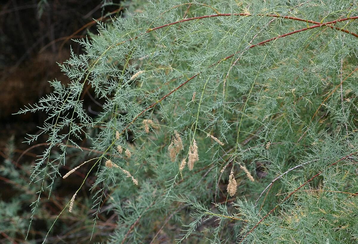 полынь абротан божье дерево. полынь артемизия божье дерево. божье дерево фото и описание кустарника. полынь божье дерево. полынь абротан божье дерево.
