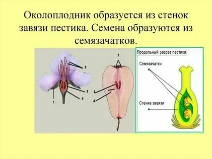 В семязачатках формируются