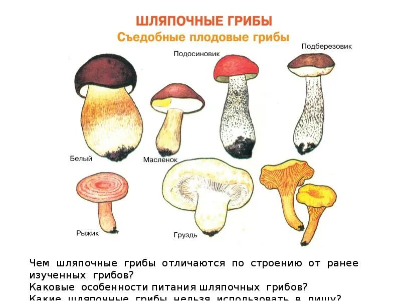 Какие грибы относятся к группе пластинчатых съедобные. Несъедобные Шляпочные грибы названия. Шляпочные грибы съедобные и ядовитые. Съедобные Шляпочные грибы название. Шляпочный гриб шляпочный гриб.