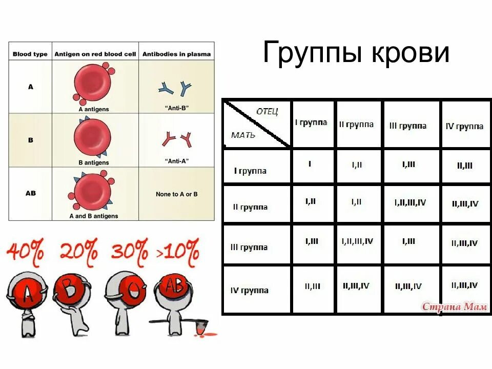 Группы крови 2 + 4 группа. Кровь группы крови. Группы крови человека таблица. Схема групп крови. Совместимость 4 и 2 группы