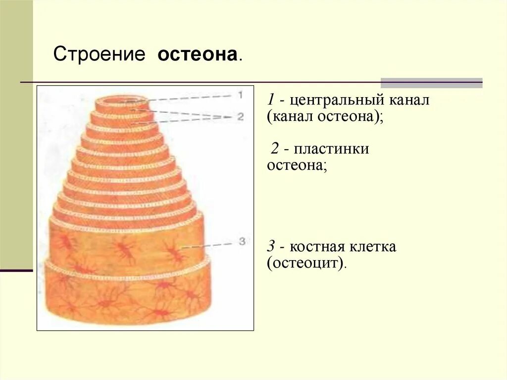 Строение строение остеона. Строение кости остеон. Костный канал остеона. Структурно-функциональная единица кости остеон. Строение остеона анатомия.