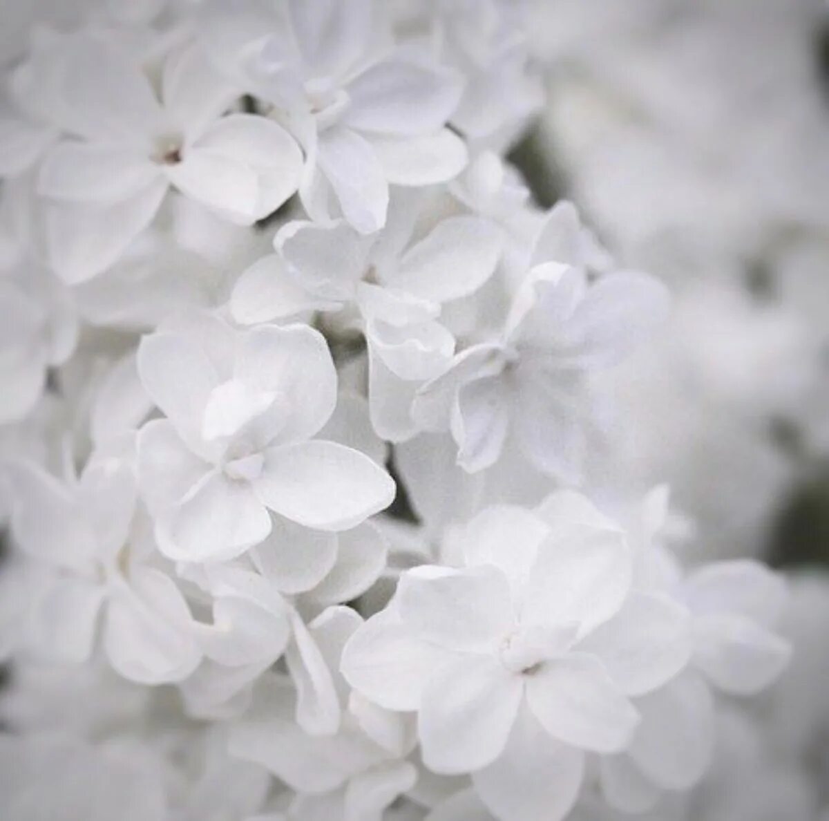 Белые цветы. Беленькие цветочки. Красивый белый цвет. Белых в. "цвета".