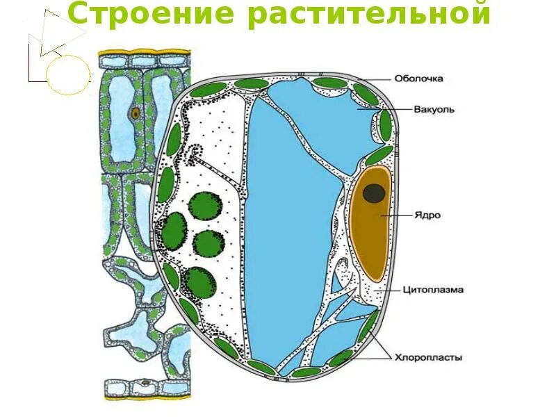 Строение и жизнь растительной клетки. Строение растительной клетки ботаника. строение растительной клетки. структура растительной клетки. компоненты растительной клетки.