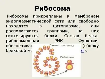Белок содержится в клетках