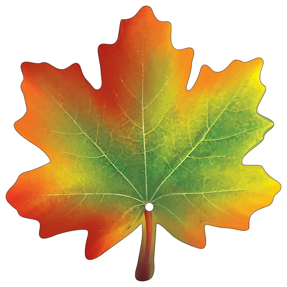 Лист 2023. Кленовый лист 10х10. Кленовый лист цветной. Листья клена цветные. Красивый кленовый лист цветной.