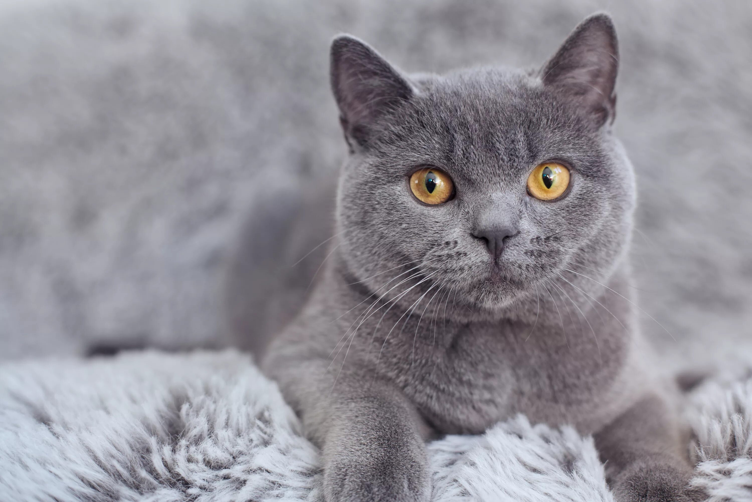 Кошки отзывы. Картезианская кошка британец. Британская кошка серая. Британец серый. Британская короткошёрстная серая.