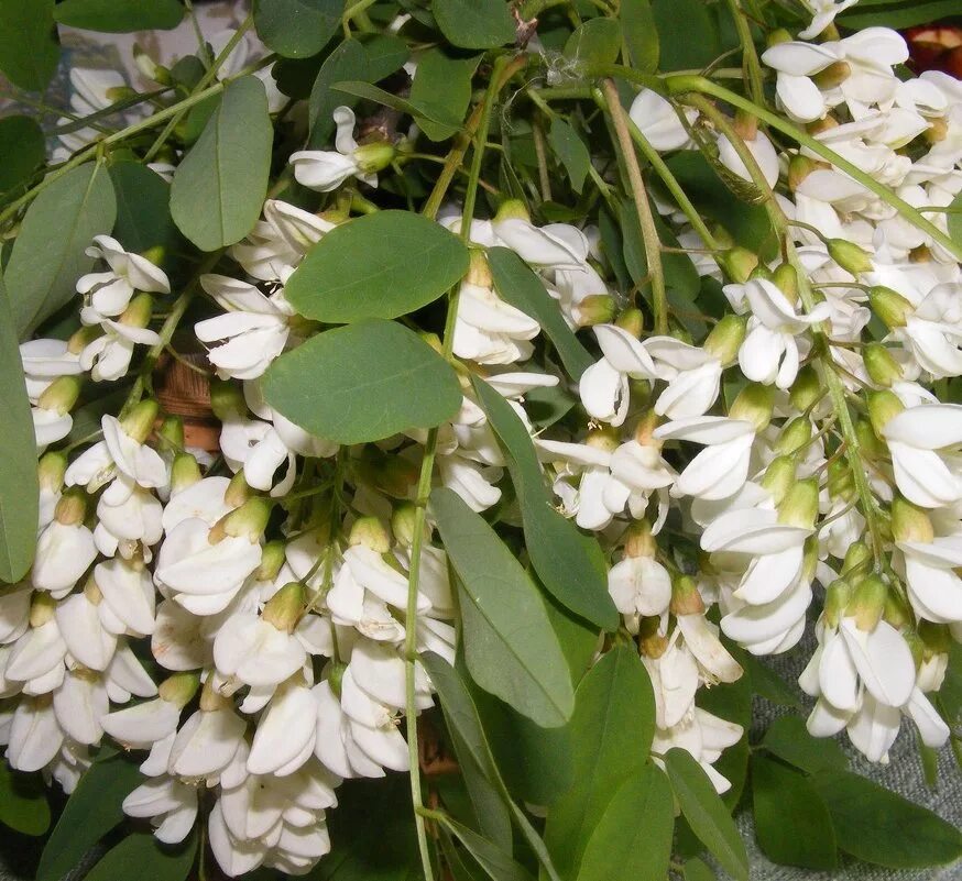 акация белая цветы. гроздья акации. акация белая (робиния) альба. цветы эмиграции. акация кубанская.