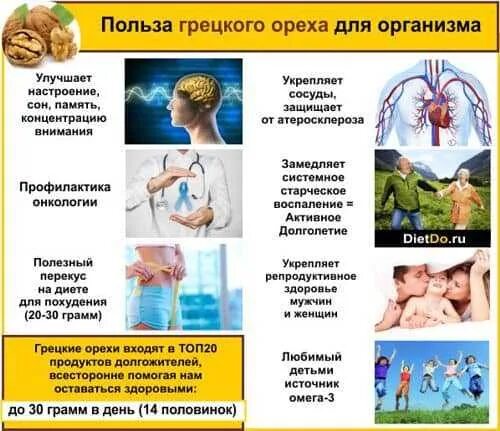Чем полезен грецкий для организма мужчины. Чем полезен грецкий для организма мужчины. Чем полезен грецкий орех. Чем полезен грецкий орех. Чем полезен грецкий орех для организма.