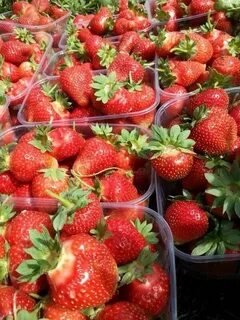 Прайс лист питомника муромцево