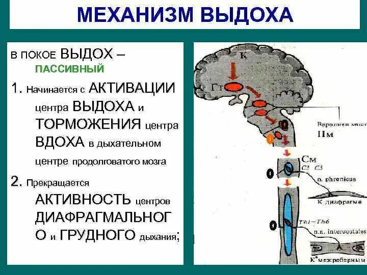 Центры вдоха и выдоха находятся в мозге. Активация дыхательного центра. механизм выдоха физиология. торможение дыхательного центра. возбуждение дыхательного центра.