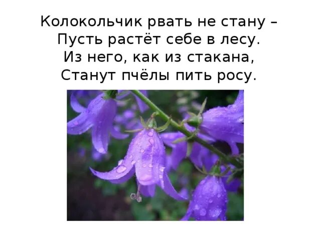 Сообщение о колокольчике. Стих про колокольчик. Колокольчик разорванный. Колокольчик цветок презентация для детей.