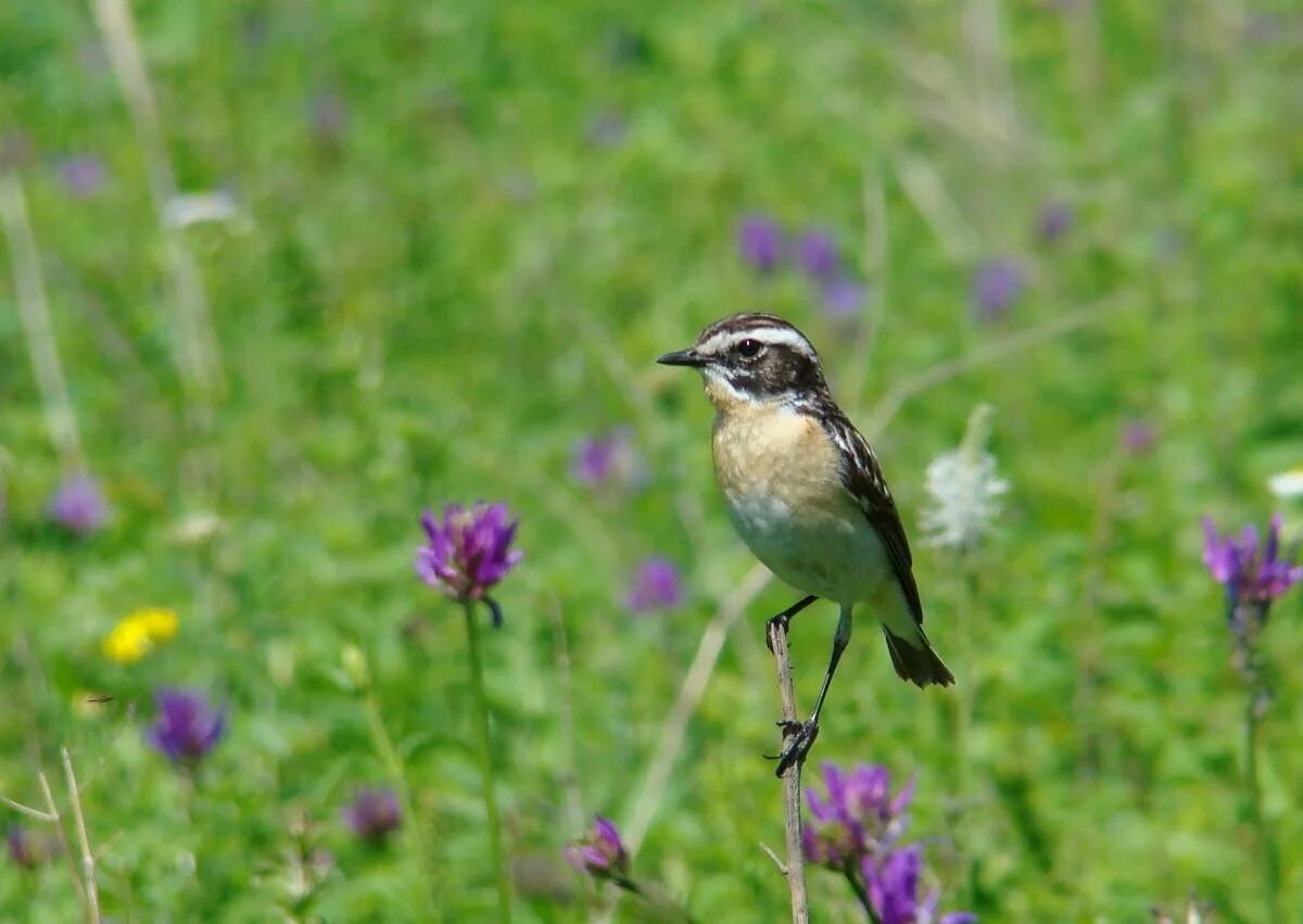 Free Images : nature, grass, meadow, wildlife, beak, fauna, canada, vertebrate, 