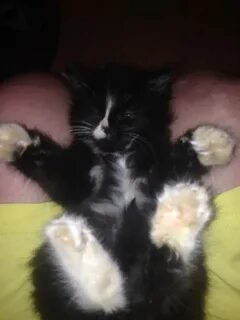 Стул котенка 1 месяца
