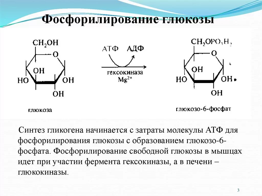 Активация глюкозы с затратой атф. Фосфорилирование и дефосфорилирование Глюкозы. Глюкозо-6-фосфат биороль. Схема реакции фосфорилирования Глюкозы. Глюкозо 6 фосфат биологическая роль.