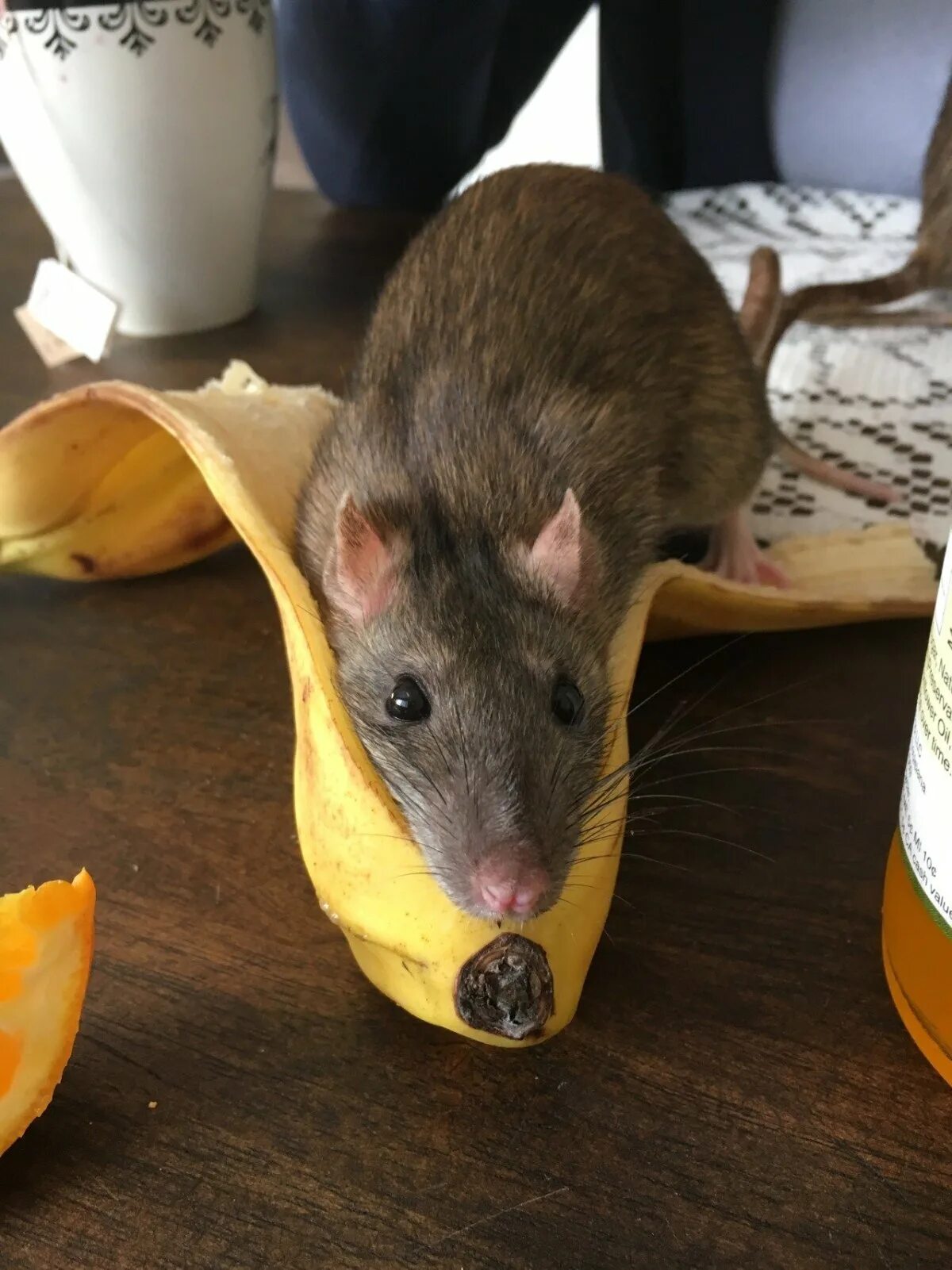 Принял мыши. Банановая крыса. Мышь и банан. Хомяк и банан. Банановая мышь.