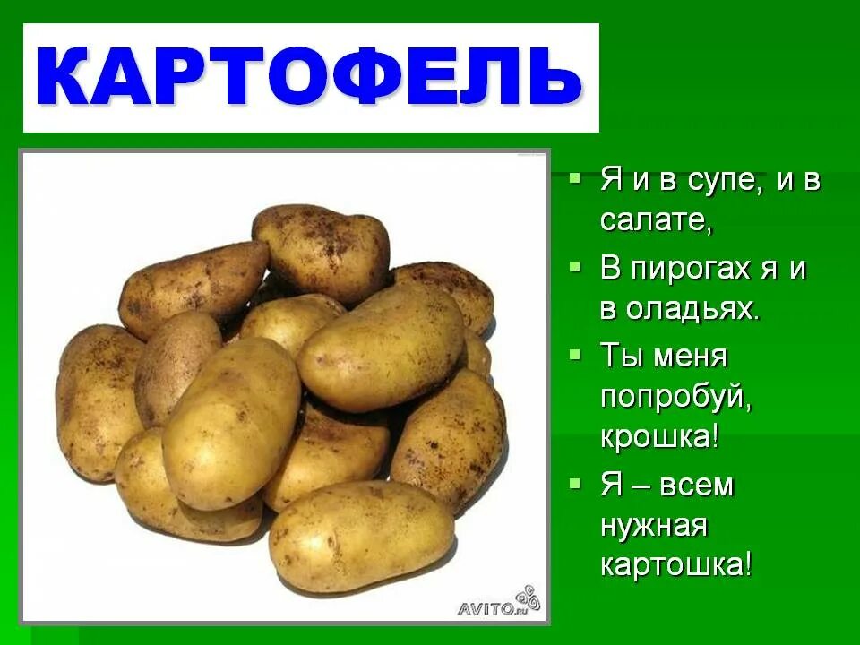Где появилась картошка