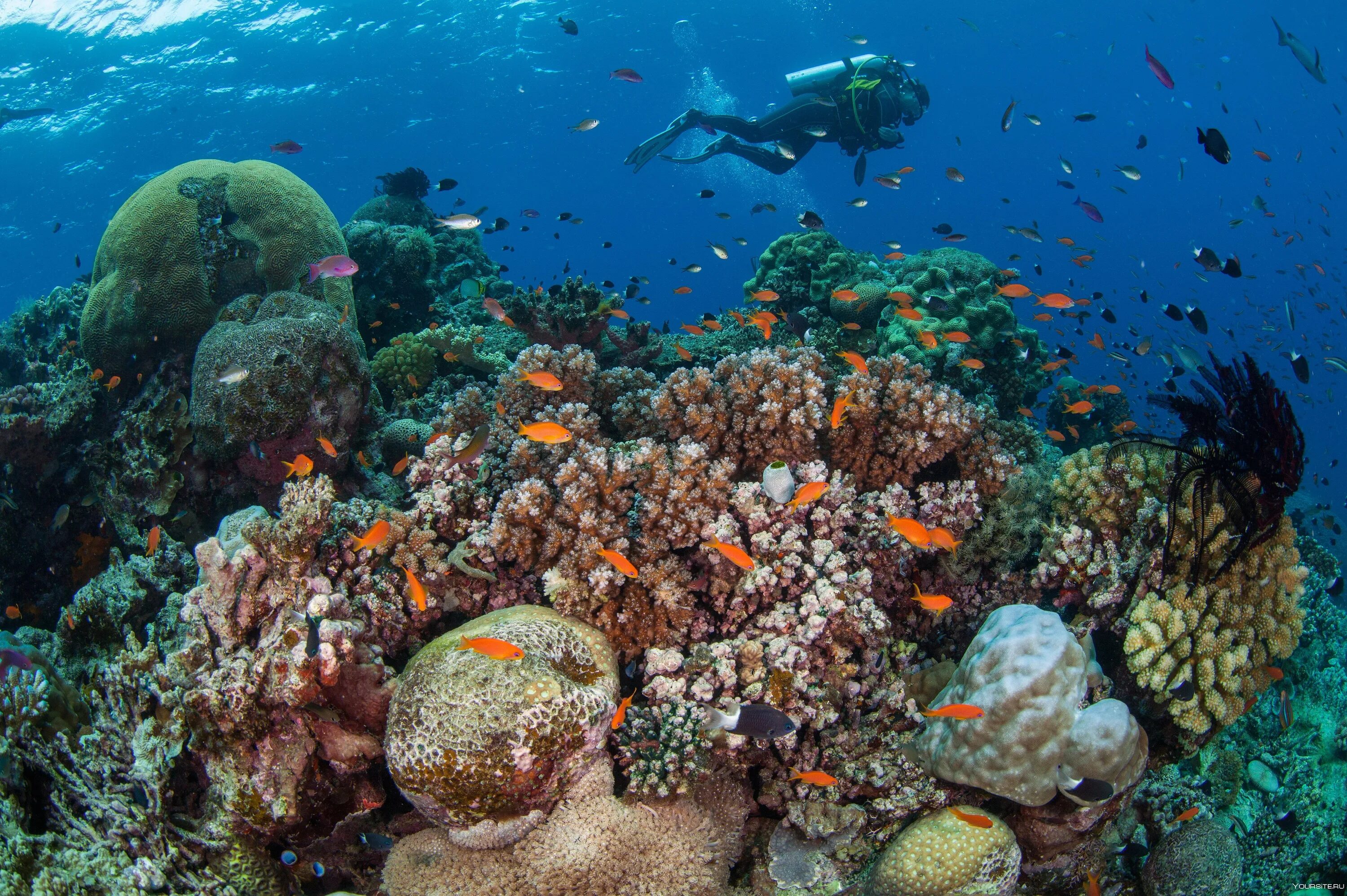 Где риф. Большой Барьерный риф Австралия. Коралловый риф в Австралии. Большой Барьерный риф кораллы. Большой Барьерный риф туристы.