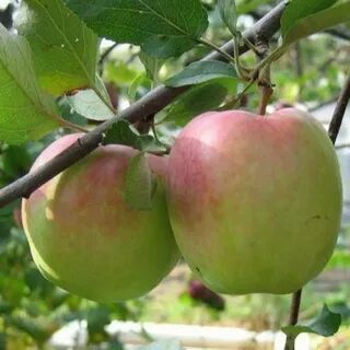 Лучшие зимние сорта яблонь для средней полосы