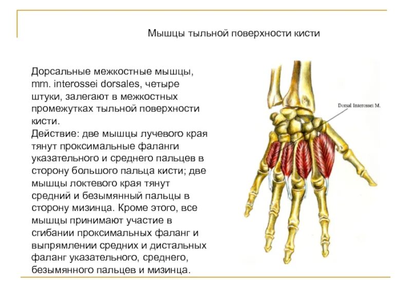 Ладонные межкостные мышцы функции. Строение мышц кисти руки человека. Медиальная группа мышц кисти. Схема костей запястья. Тыльные межкостные мышцы кисти.
