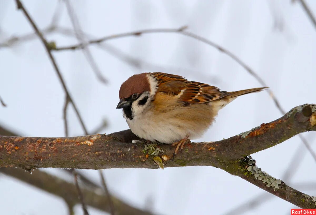 Воробей зимующая птица для детей. Воробей зима. Воробей. Зимние птицы воробей. Полевой воробей.