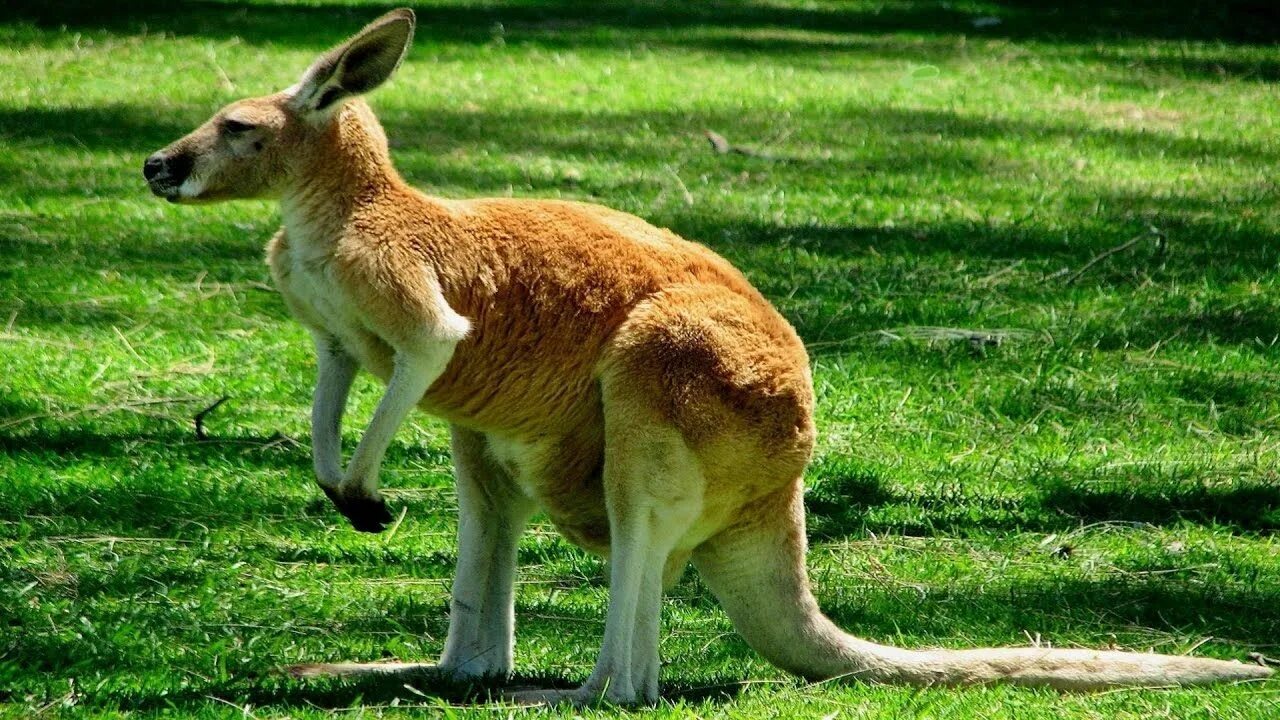 Kangaroo: Habitat, Behavior, and Diet