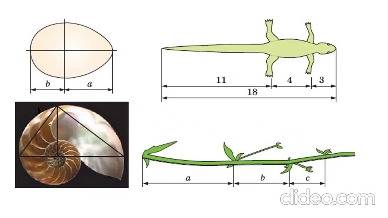 Симметрия тела ящерицы. Золотая пропорция Фибоначчи. Золотое сечение Фибоначчи в природе. Пропорции золотого сечения в природе. Цикорий золотое сечение.