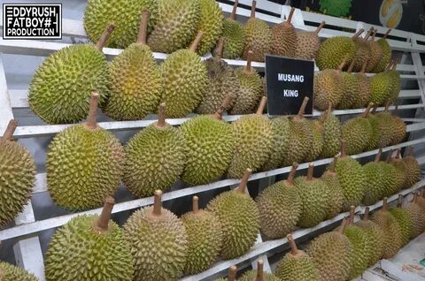Brother musang