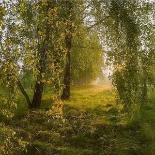 Береза освещенная солнцем