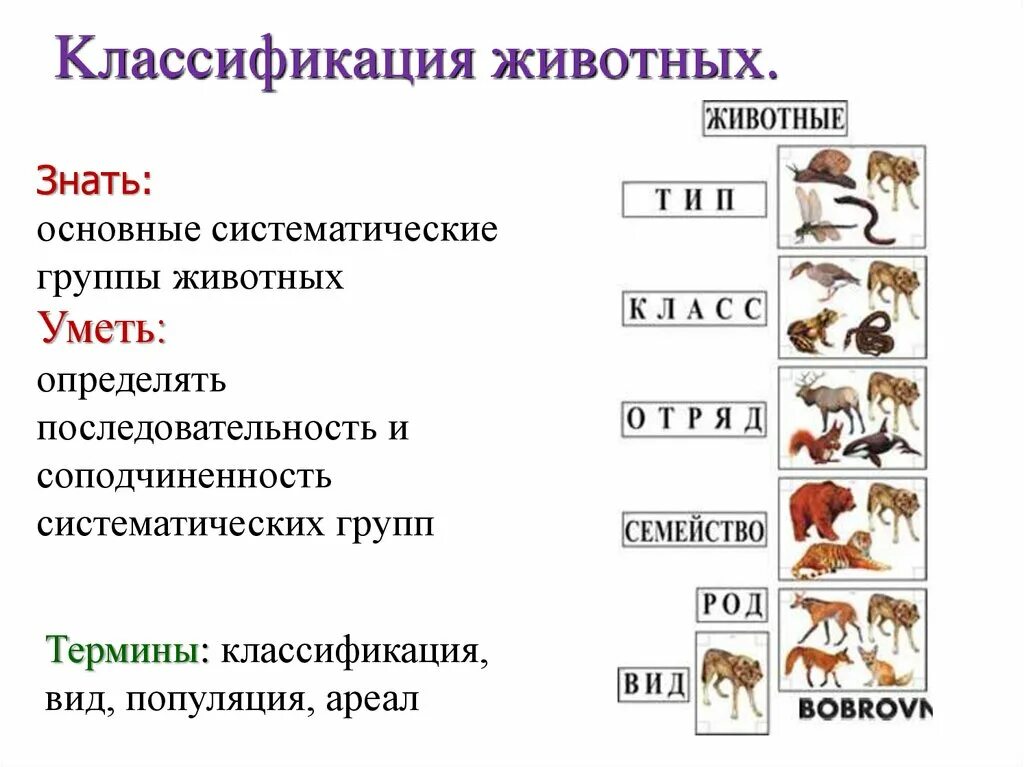 Биология 8 класс основные категории систематики животных