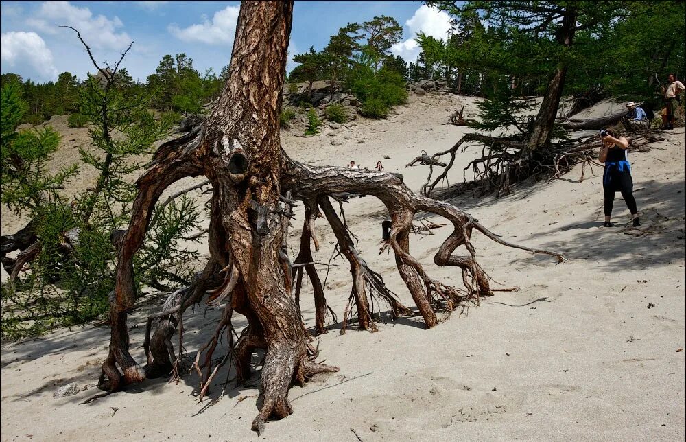 корни дерева. танцующий лес на куршской косе. дерево убегает. дерево убегает. курская коса танцующий лес.