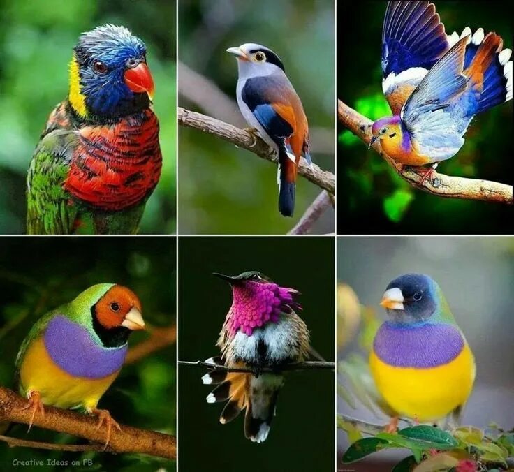 Какие бывают птицы животные. Дикие и домашние птицы для дошкольников. Какие бывают птицы животные. Название птиц. Многообразие птиц в природе.