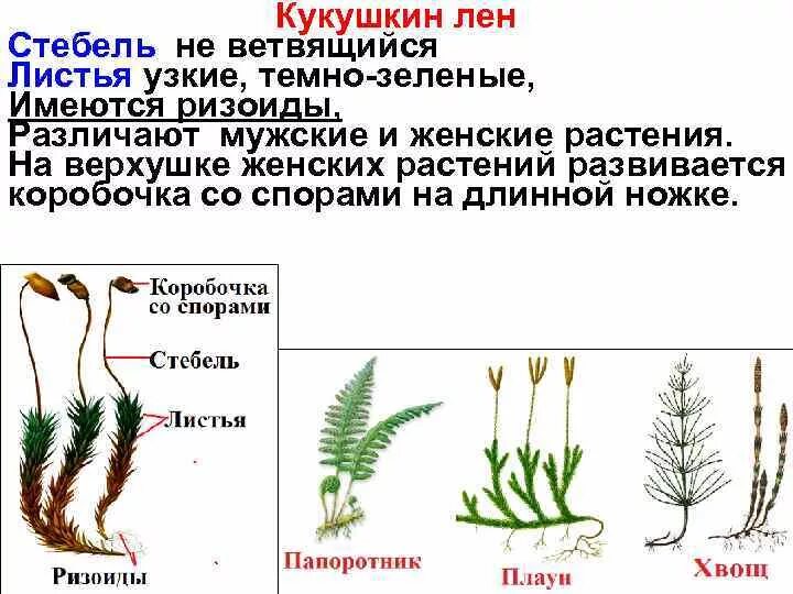 Кукушкин лен группа организмов. Кукушкин лён мужской и женский гаметофит. Споровые растения Кукушкин лен. Кукушкин лен строение коробочки. Кукушкин лён ризоиды стебель листья коробочка.