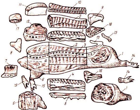 Схема разделки свиных туш. Схема разделки свиной туши для копчения. Схема рубки свиной туши. Корейка схема разделки свиной туши. Схема обвалки свиной туши.