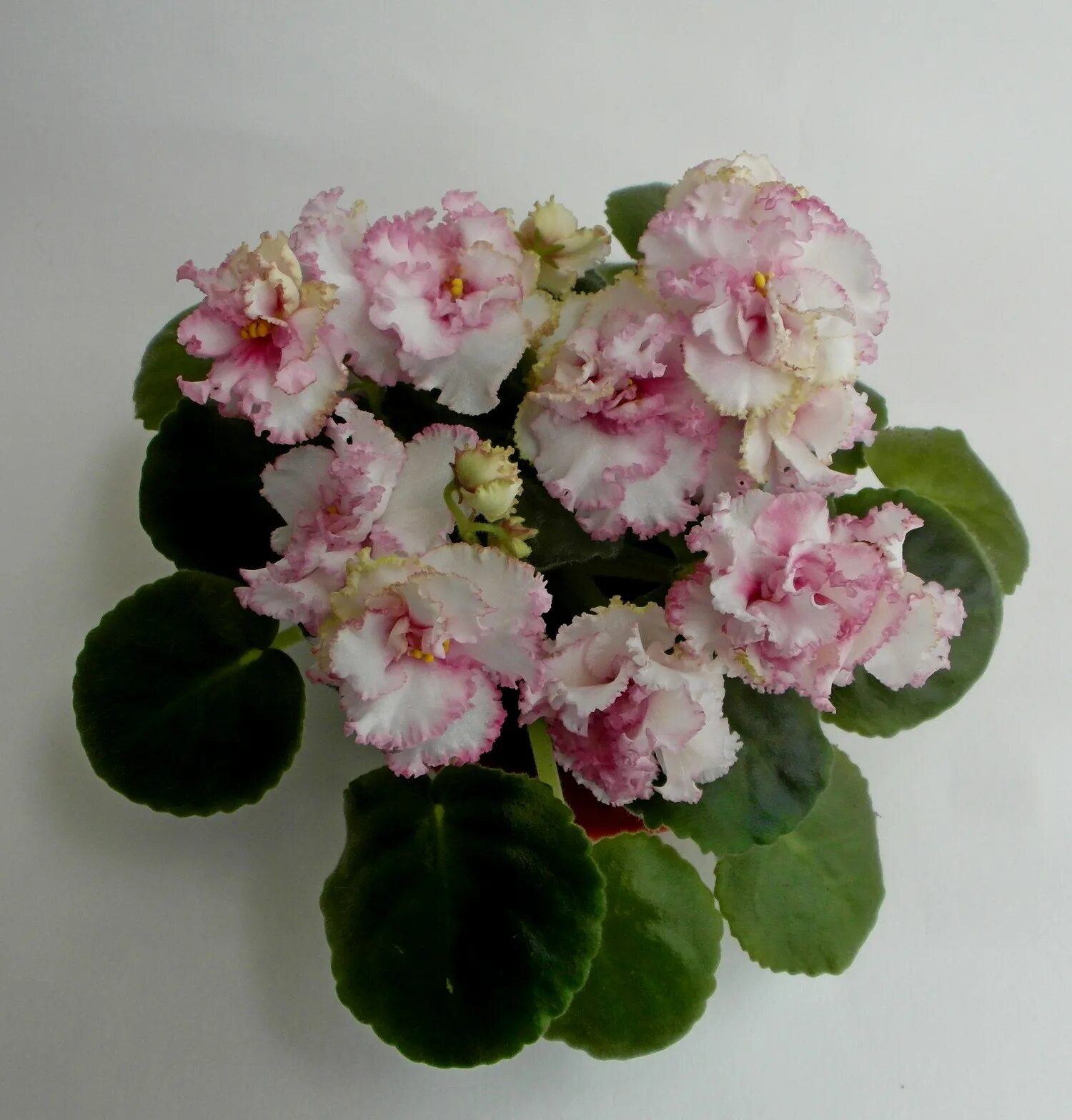 Фиалка розовые розы. Фиалка ав розы. Фиалка ав розы. Фиалка ав розы. Фиалка мадам клико.