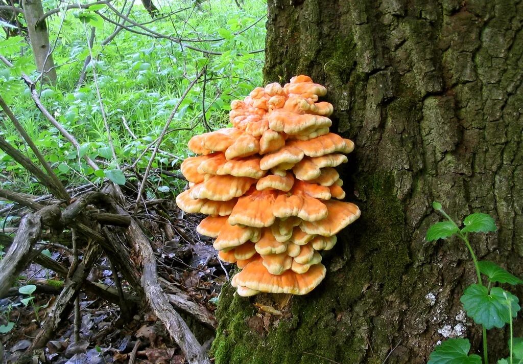 грибы которые растут на деревьях съедобные. съедобные грибы растущие на деревьях. еловый валежный трутовик. грибы растущие на деревьях. фото съедобного гриба на дереве.
