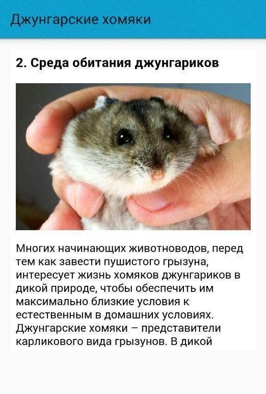 Содержание хомяка. Джунгарский хомяк продолжительность жизни. таблица питания джунгарских хомяков. рацион джунгарского хомяка. рацион питания джунгарского хомяка.
