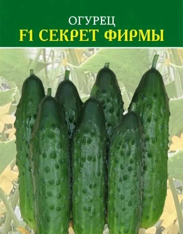 Огурец секрет описание сорта фото Посей огурцы в этот день! Непременно будешь с богатым урожаем. Будут без горечи