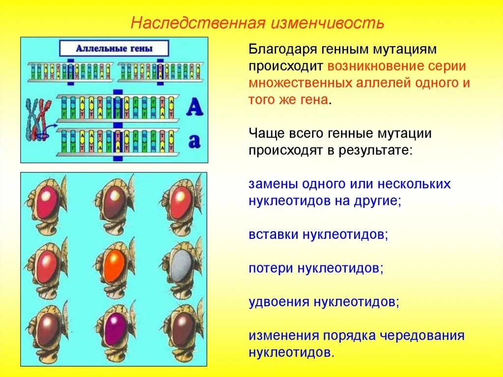 Наследственность и изменчивость биология 10 класс. Наследственная изменчивость биология 10 класс. Множественный аллелизм. Множественный аллелизм аллельных генов. Расщепление аллельных генов